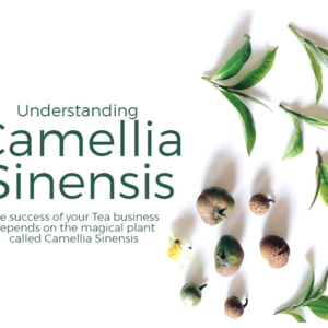 Marketside Fresh Organic Bananas Bunch